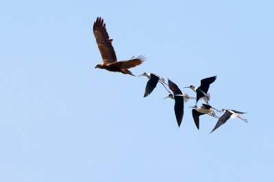 Falco di palude e Cavalieri   